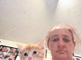 Maine coon cross Kitten