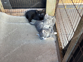 Russian blue x Bengal