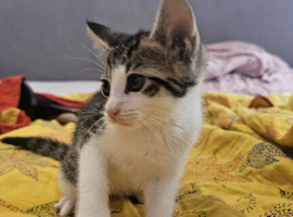 Adorable female kitten