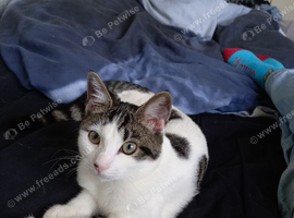 Kitten for sale