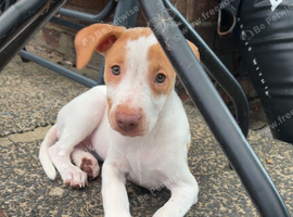 Skye