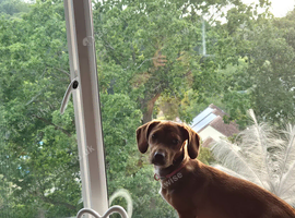 8 month Daschund cross for sale