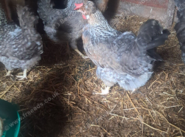 Cream legbar, breeding group...