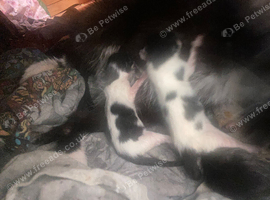 Kittens 3 and half months old