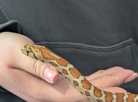 Leopard rat snake for sale