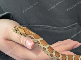 Leopard rat snake for sale