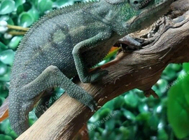 Nosy Mitsio Panther Chameleons at Birmingham Reptiles