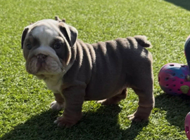 English Bulldog Male Puppy Left 7 Weeks Old &ndash; Ready Next Week