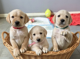 Goldador puppies