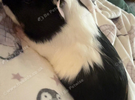 2 male Guinea pigs , gizmo & Oreo