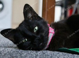 Sad rehome of my 10 month old kitten