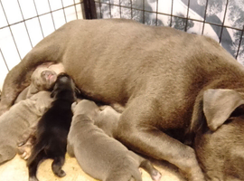 KC blue Staffordshire Bull Terrier Puppies