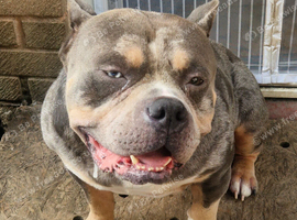 Pocket bully kilo
