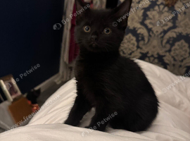 Insured Affectionate playful kittens