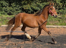 Yearling to make 15h