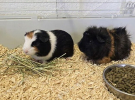 Young Male Guinea Pigs