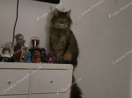 Pebbles maincoone cross tabby