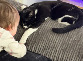 Cats for rehoming
