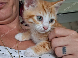 Bengamese kittens
