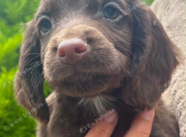 F1 Sprocker Puppies