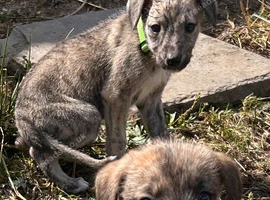 Saluki greyhound x whippet pups