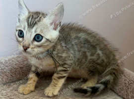 BENGAL KITTENS