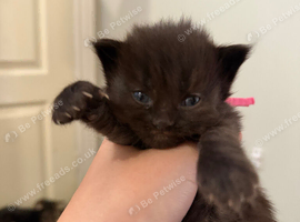 Sale of Cross Maine Coon kittens