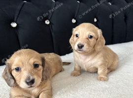 Mini dachshund long hair cream