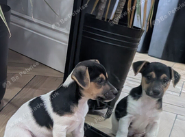 Jack Russell pups
