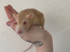 4 Gorgeous Female Rats