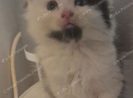 2 Beautiful Fluffy kittens. READY NOW