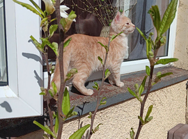 Savannah cross Bengal