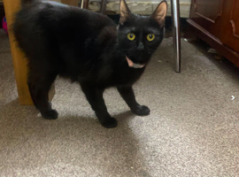 female 2 years old