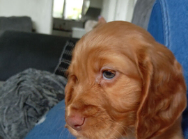 2 Golden Male Cocker Spaniel Puppies