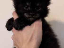 Champion line maine coon kitten