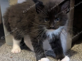 Kittens looking for their forever home