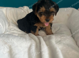 Yorkshire terrier for sale