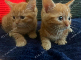 2 ginger kittens for sale