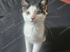 Kittens for rehome