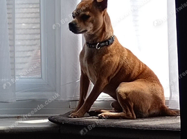 Male chihuahua cross 2 years old