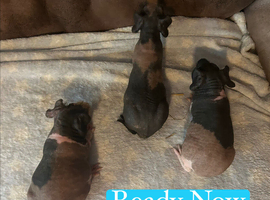 Skinny Pig Boars