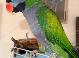 Male Derbyran parrot
