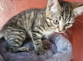 2 female kittens