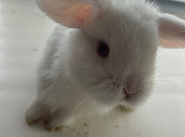 Baby mini lion lop