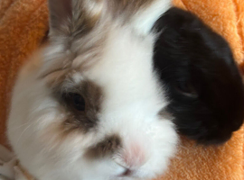 My baby plagg and needs a new home as i cannot suit his energetic self with my new routines
