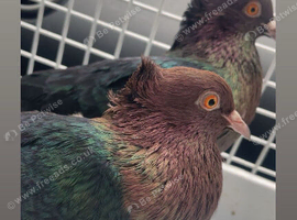 Archangel Breeding Pair