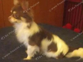 Chihuahua