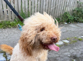 Apricot cockapoo Bitch