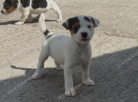 Traditional jack russell puppies.