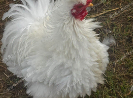 Pekin Cockerals